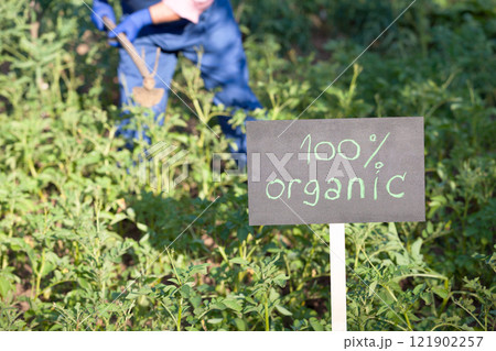 Farmer working in the organic vegetable garden Farmer working in the organic vegetable garden 121902257