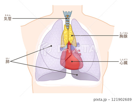 胸腺のイラスト　Thymus gland illustration 121902689