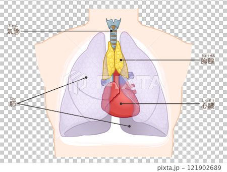 胸腺のイラスト　Thymus gland illustration 121902689