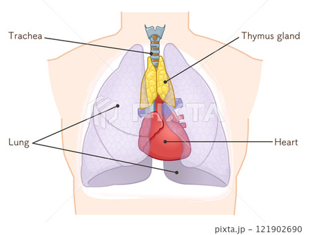 胸腺のイラスト　Thymus gland illustration 121902690