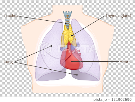 胸腺のイラスト　Thymus gland illustration 121902690