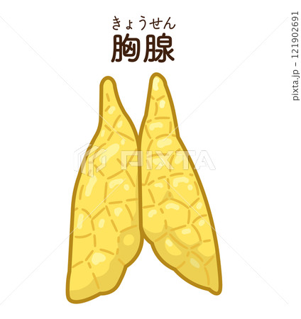 胸腺のイラスト　Thymus gland illustration 121902691