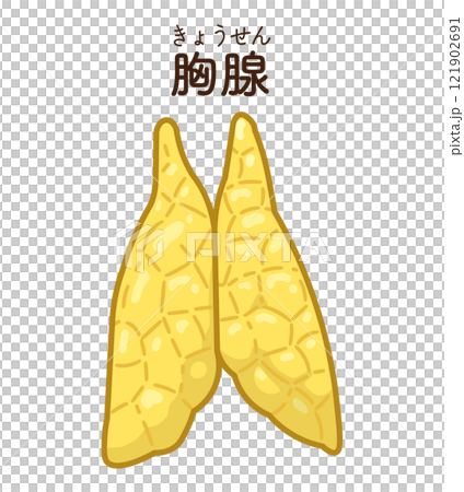 胸腺のイラスト　Thymus gland illustration 121902691