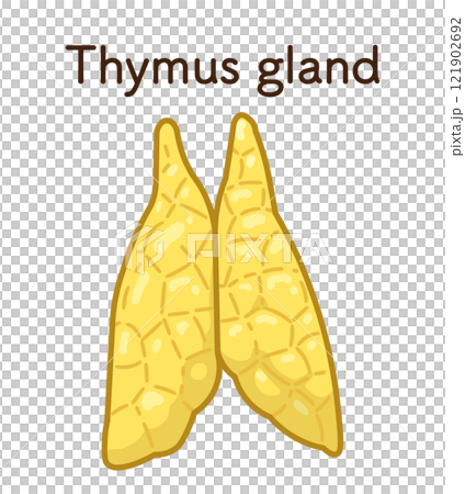 Thymus gland illustration 121902692