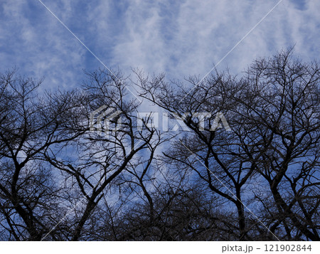 空に広がる木々の枝――自然が描くシルエットと青空の調和 空に広がる木々の枝――自然が描くシルエットと青空の調和 121902844