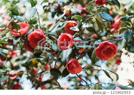 flowers of blooming camellia 121902933