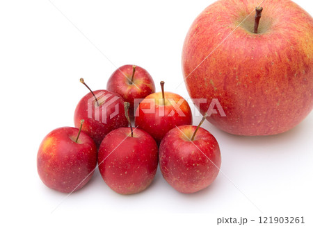 アルプス乙女リンゴとサンふじ　大きさ比べる　 121903261