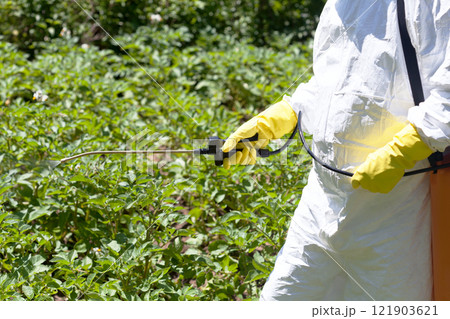 Farmer spraying toxic pesticides or insecticides in the vegetable garden 121903621
