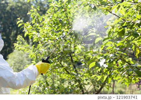 Farmer spraying toxic pesticides or insecticides in an orchard Farmer spraying toxic pesticides or insecticides in an orchard 121903741