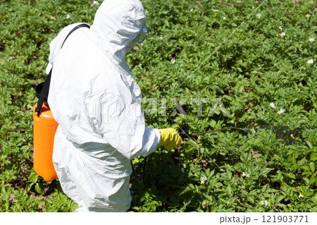 Farmer spraying toxic pesticide or insecticide in the vegetable garden 121903771