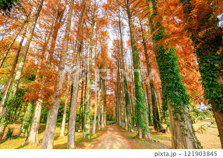 秋のメタセコイア並木　メタセの杜　福岡県築上町 121903845
