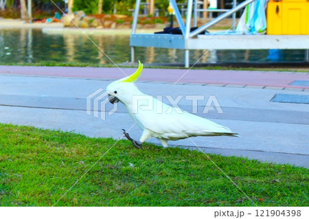 池のほとりをあるく鳥 121904398