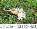 夏の森で寝そべる犬 121904408