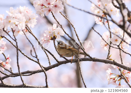 桜の木にとまる雀 121904560