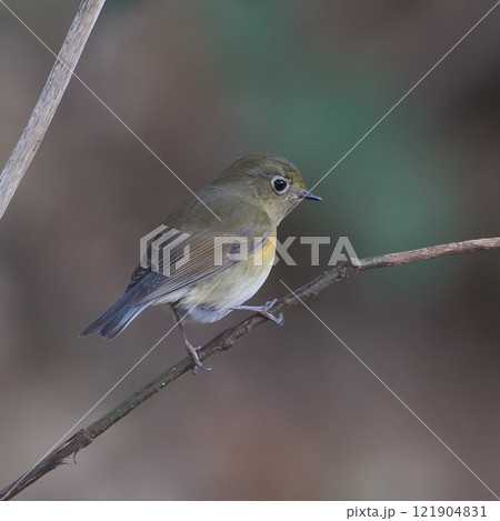 枝に止まるルリビタキ 121904831