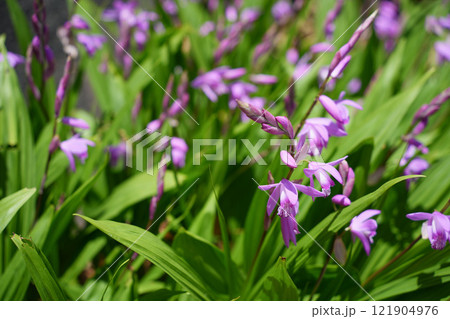 春の陽射しを浴びるシランの花 春の陽射しを浴びるシランの花 121904976