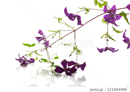 branch of blooming purple clematis, isolated on white background 121904990