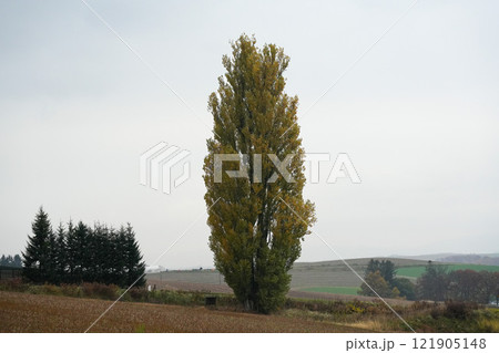 紅葉したケンとメリーの木 紅葉したケンとメリーの木 121905148