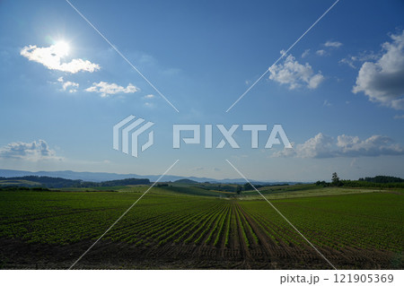 夏の美瑛の丘に輝く太陽 夏の美瑛の丘に輝く太陽 121905369