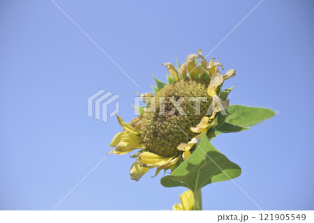 台風一過の千代田ひまわり畑 台風一過の千代田ひまわり畑 121905549