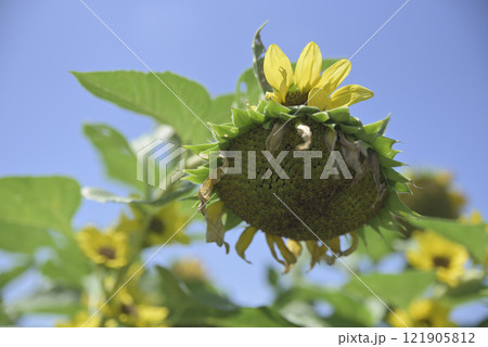 台風一過の千代田ひまわり畑 121905812