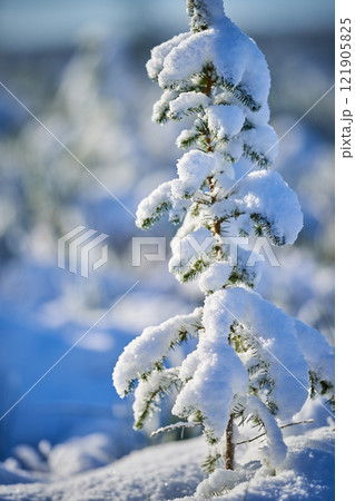 Frost ice snow on branches morning light 121905825