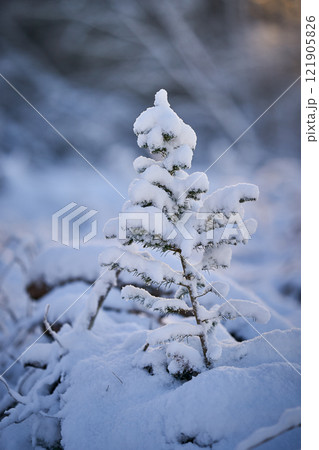 Frost ice snow on branches morning light 121905826
