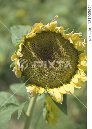 台風一過の千代田ひまわり畑 121905994