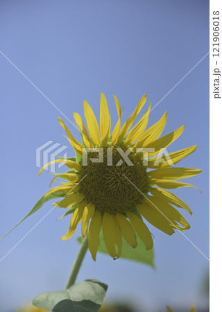 台風一過の千代田ひまわり畑 121906018