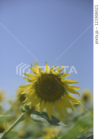 台風一過の千代田ひまわり畑 台風一過の千代田ひまわり畑 121906021