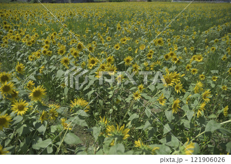 台風一過の千代田ひまわり畑 台風一過の千代田ひまわり畑 121906026