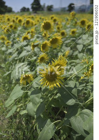 台風一過の千代田ひまわり畑 121906032