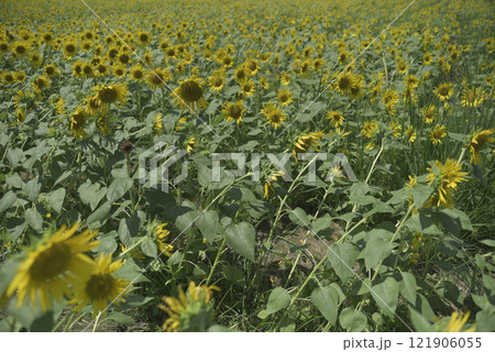 台風一過の千代田ひまわり畑 121906055