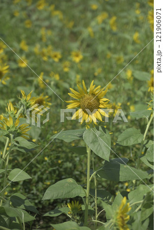 台風一過の千代田ひまわり畑 121906071