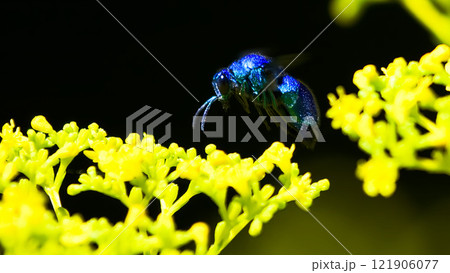 オオセイボウ 121906077