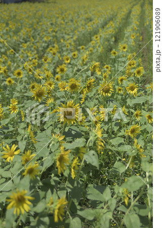 台風一過の千代田ひまわり畑 121906089