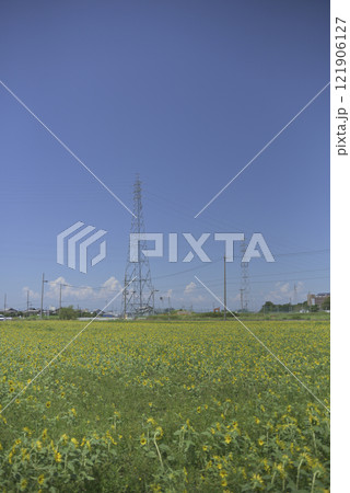 台風一過の千代田ひまわり畑 121906127