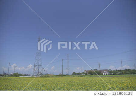 台風一過の千代田ひまわり畑 121906129