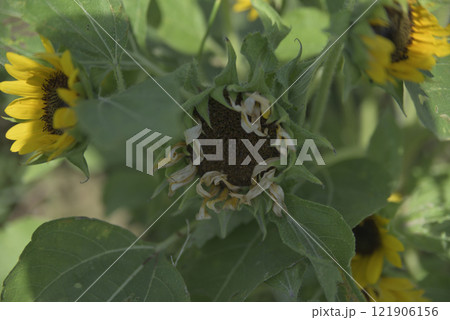 台風一過の千代田ひまわり畑 121906156