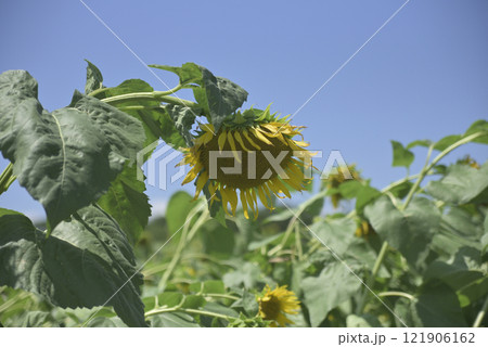 台風一過の千代田ひまわり畑 121906162