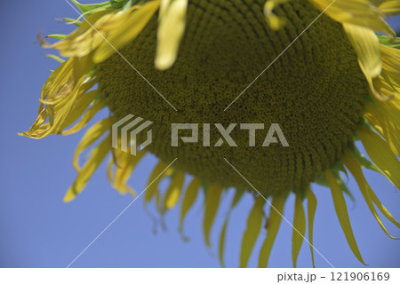 台風一過の千代田ひまわり畑 121906169