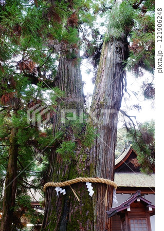 大神神社巳の神杉 大神神社巳の神杉 121906248