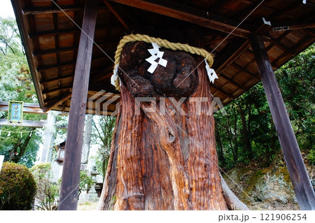 大神神社おだまき杉 121906254