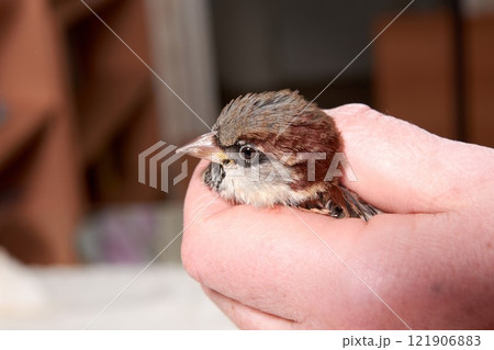 sparrow in the hands of woman 121906883