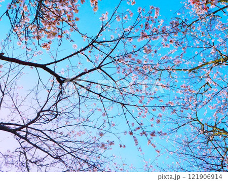 青空に映える桜 121906914