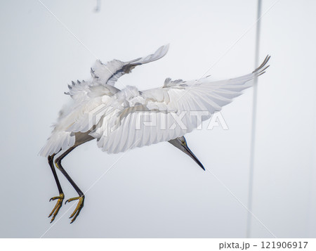 羽ばたくコサギ 121906917