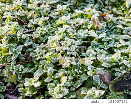 Green grass with frost on the surface. Small ice crystals on grass leaves. Morning frosty background. Frozen dew. 121907131