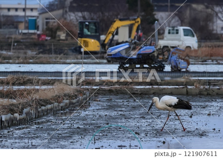 人と共生して生きるコウノトリのいる風景 人と共生して生きるコウノトリのいる風景 121907611
