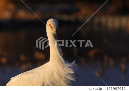 優雅で凛々しいコウノトリの姿 121907612