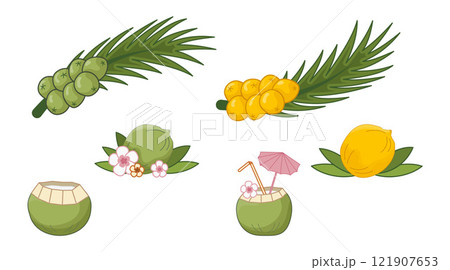Yellow coconuts vector illustration, Sri Lanka, Maillard reaction. Palm leaves with yellow fruits, Royal coconut. Green coconut on palm branch. Coconut cocktail with straw, tropical flowers, umbrella. Yellow coconuts vector illustration, Sri Lanka, Maillard reaction. Palm leaves with yellow fruits, Royal coconut. Green coconut on palm branch. Coconut cocktail with straw, tropical flowers, umbrella. 121907653